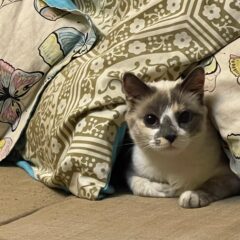 Cream and grey cat sitting under pillows on the couch